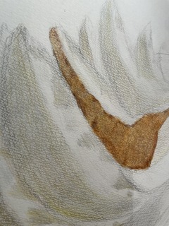 IMG_4231.jpeg